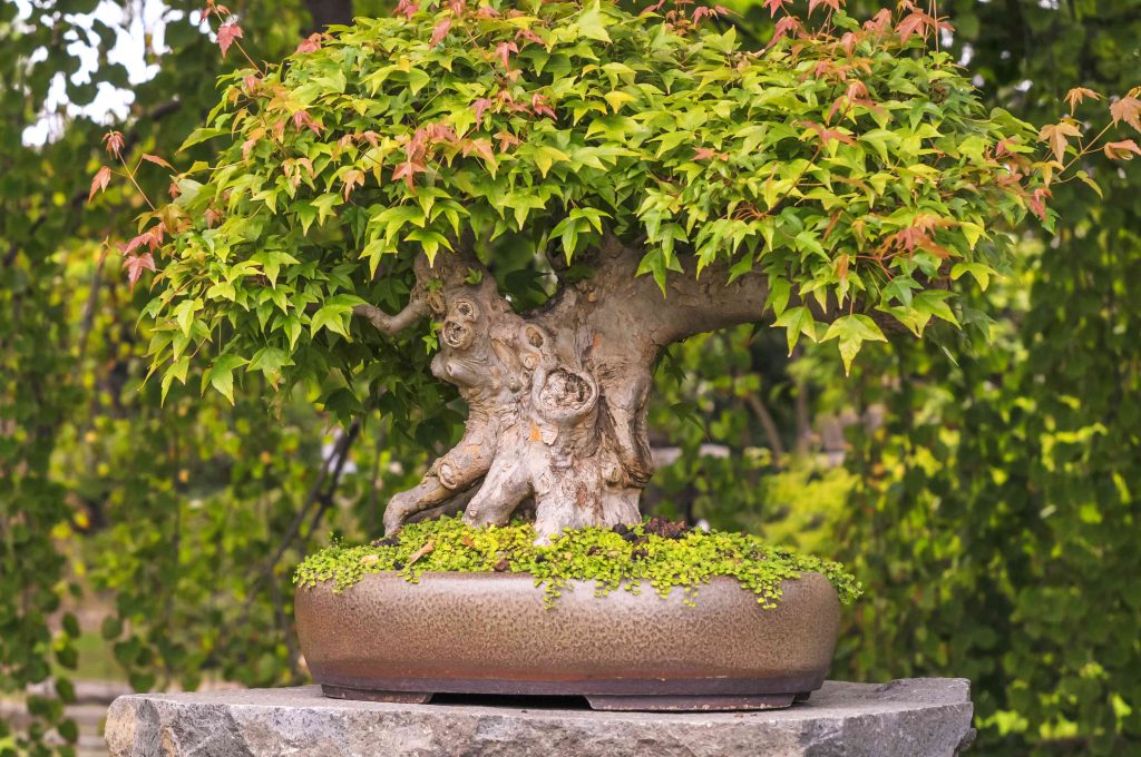 Coral Bark Japanese Maple Bonsai