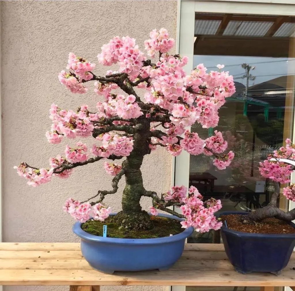 Kwanzan Cherry