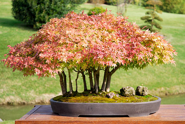 Coral Bark Japanese Maple Bonsai