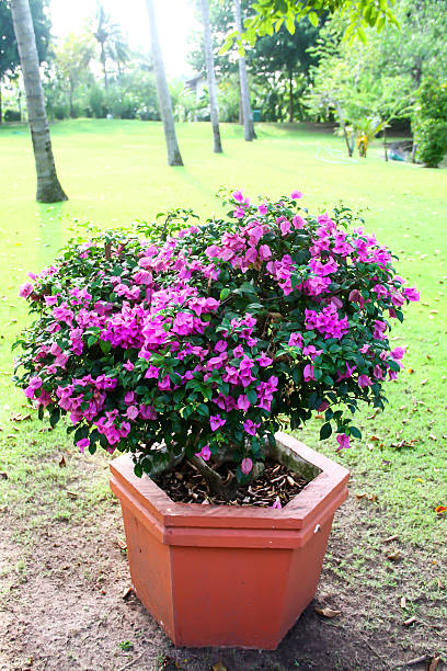 purple Bougainvillea Bonsai