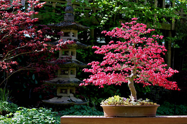 Japanese Maple